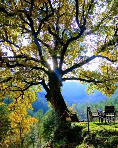http://www.gestaltterapia.es/wp-content/uploads/2023/05/Arbre-Garrotxa-Il·luminat-400x500.jpg
